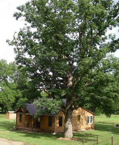 18 150 Year Old Oak Tree in Yard