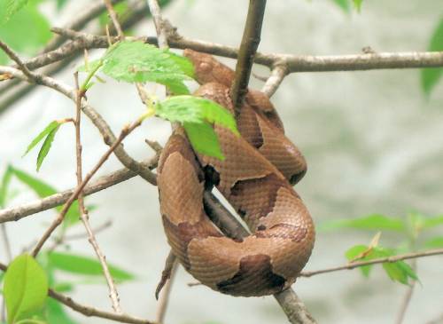 18 Copperhead Snake in a small Tree - At Eye Level