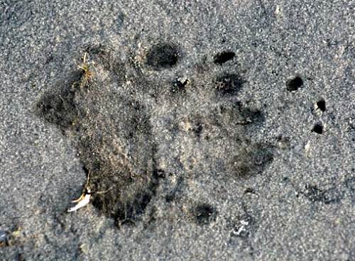 08 Bear Track